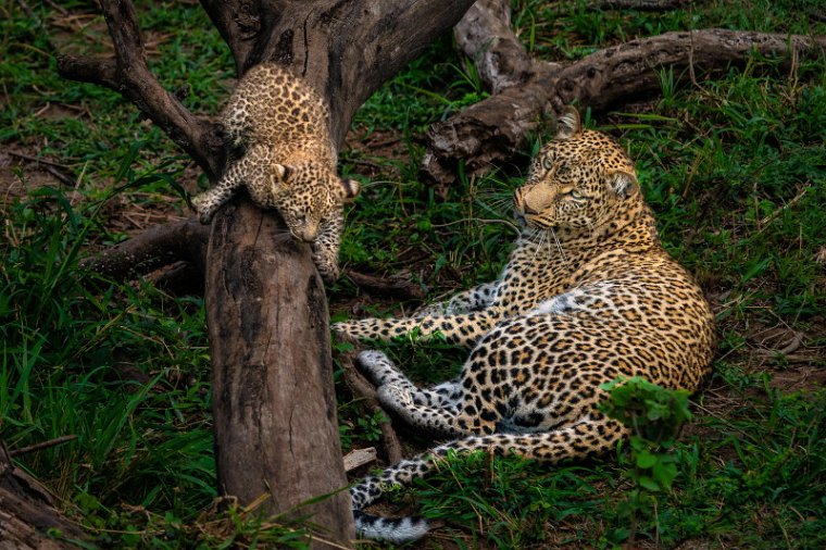 004 Masai Mara, luipaarden.jpg